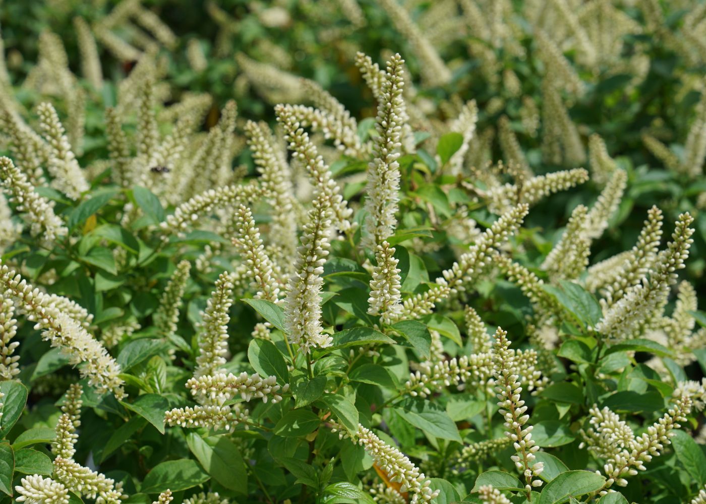 Fuzzy white Itea flowers in a sunny garden