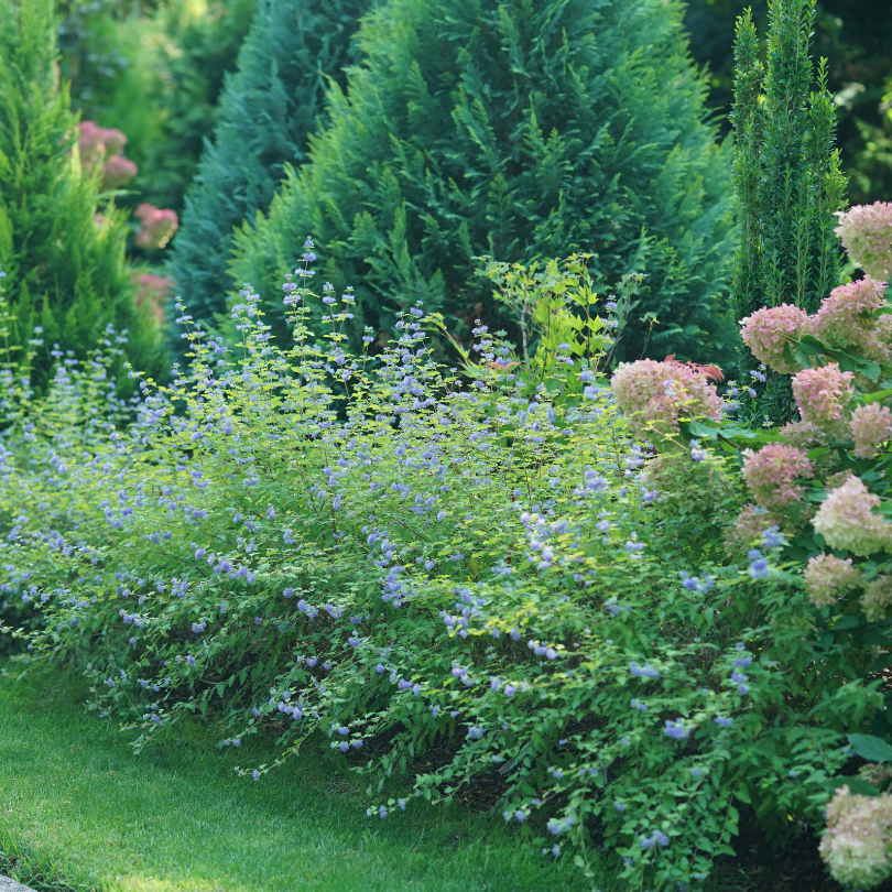 Garden scene with green and purple bluebeard shrubs and flowering hydrangeas