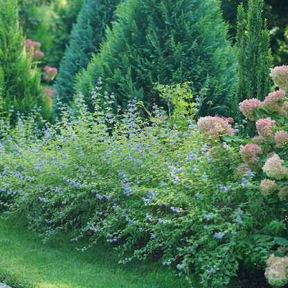 Garden scene with green and purple bluebeard shrubs and flowering hydrangeas