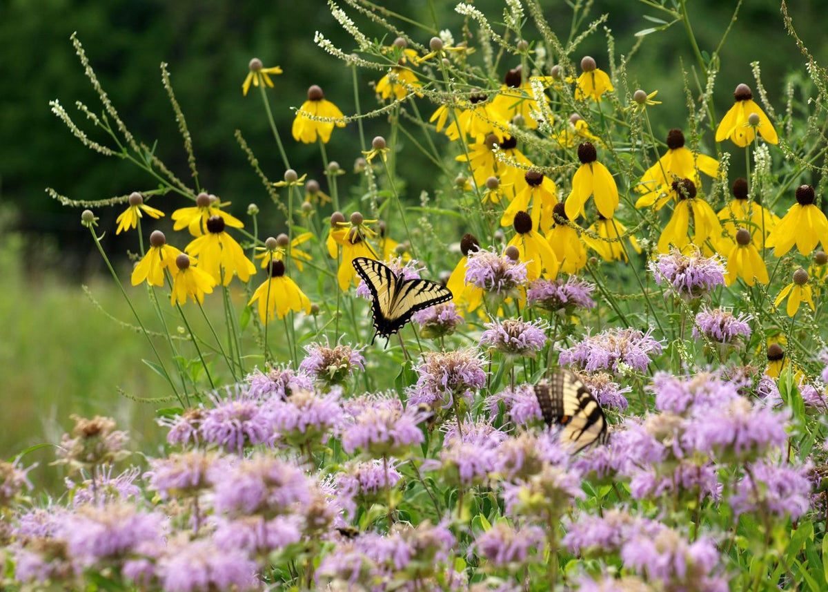 Native garden with sweet coneflower and bee balm plants with swallowtail butterflies feeding on the nectar-rich flowers