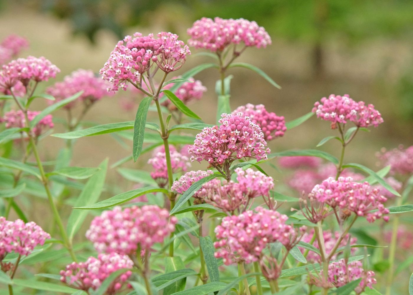 Pink swamp milkweed flowers with green leaves growing in a garden, photographed in natural outdoor light with a softly blurred background.