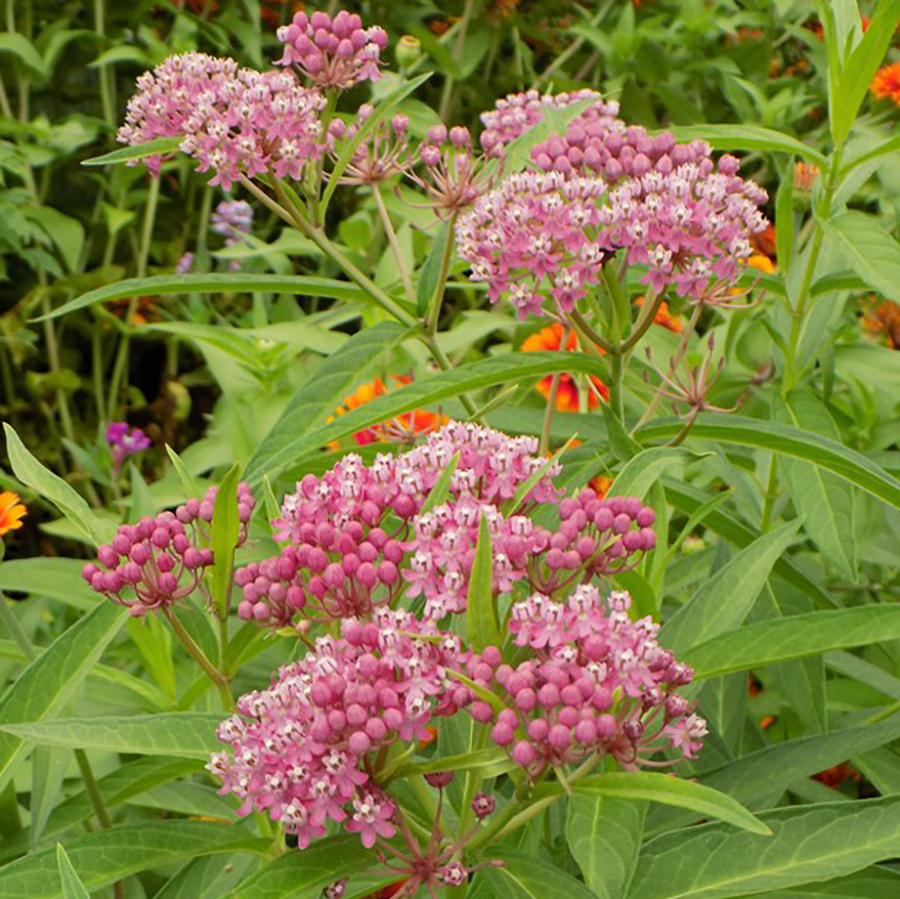 Up close image of pink milkweed flower clusters