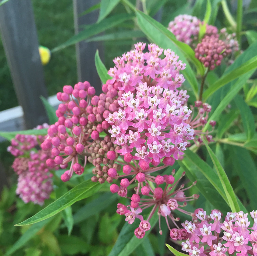 Swamp Milkweed - Thumbnail 2