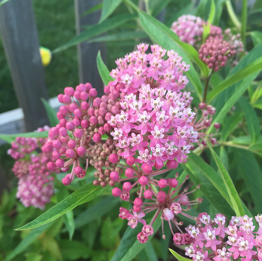 Up close image of pink milkweed flowers