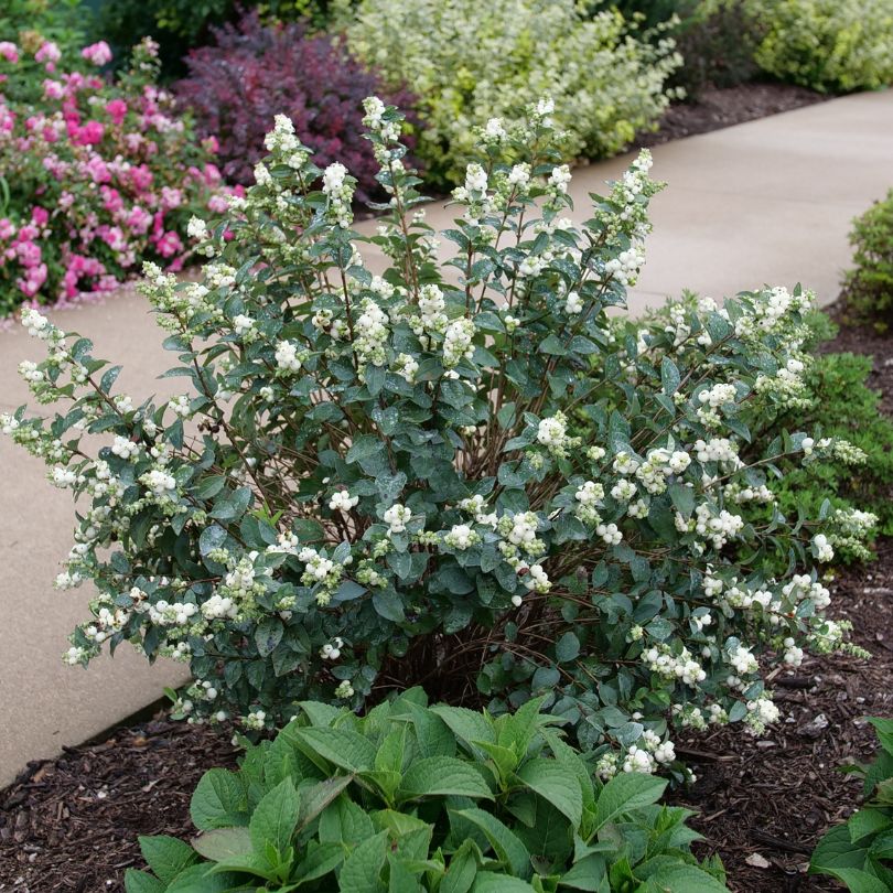 Snowberry plant with white berry clusters planted in a garden hedge