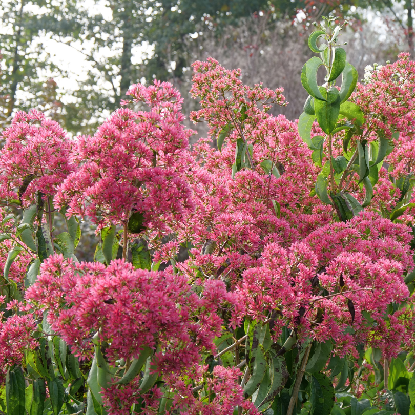 Heptacodium Temple of Bloom has red bracts through autumn