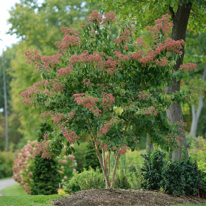 Heptacodium Temple of Bloom has red bracts through autumn