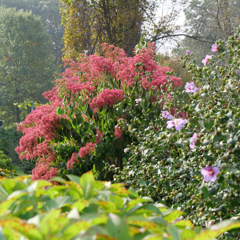 Heptacodium Temple of Bloom with Rose of Sharon in the foreground