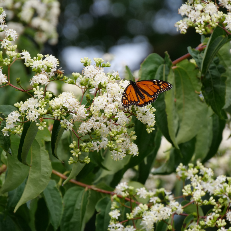 Heptacodium Temple of Bloom flowers are a favorite of butterflies, hummingbirds, and other pollinators