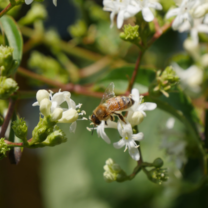 Heptacodium Temple of Bloom flowers are a favorite of butterflies, hummingbirds, and other pollinators