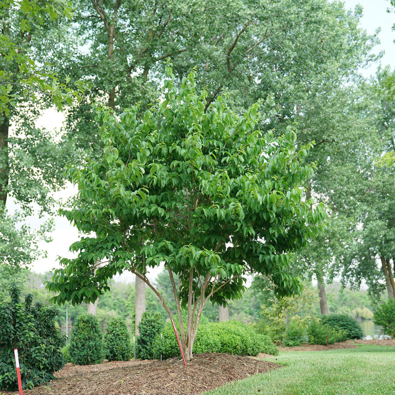 Heptacodium Temple of Bloom grows to a small tree size and is ideal for smaller yards