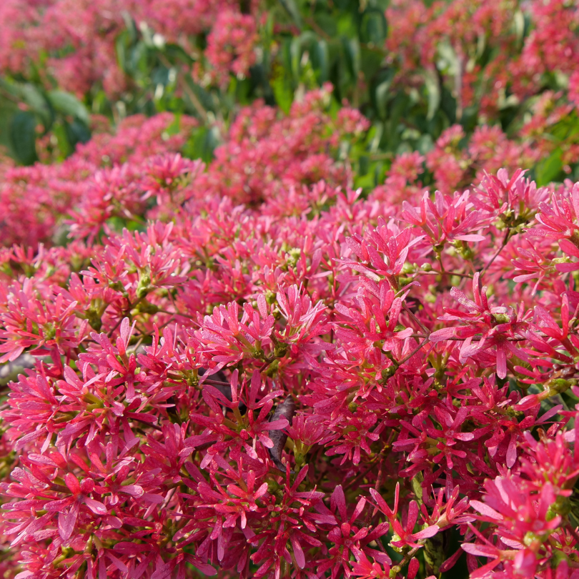 Temple of Bloom seven son flower has a rich supply of nectar in the late summer