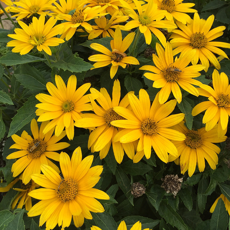 Tuscan Gold False Sunflower has radiant yellow blooms that last weeks in a cut flower arrangements. 
