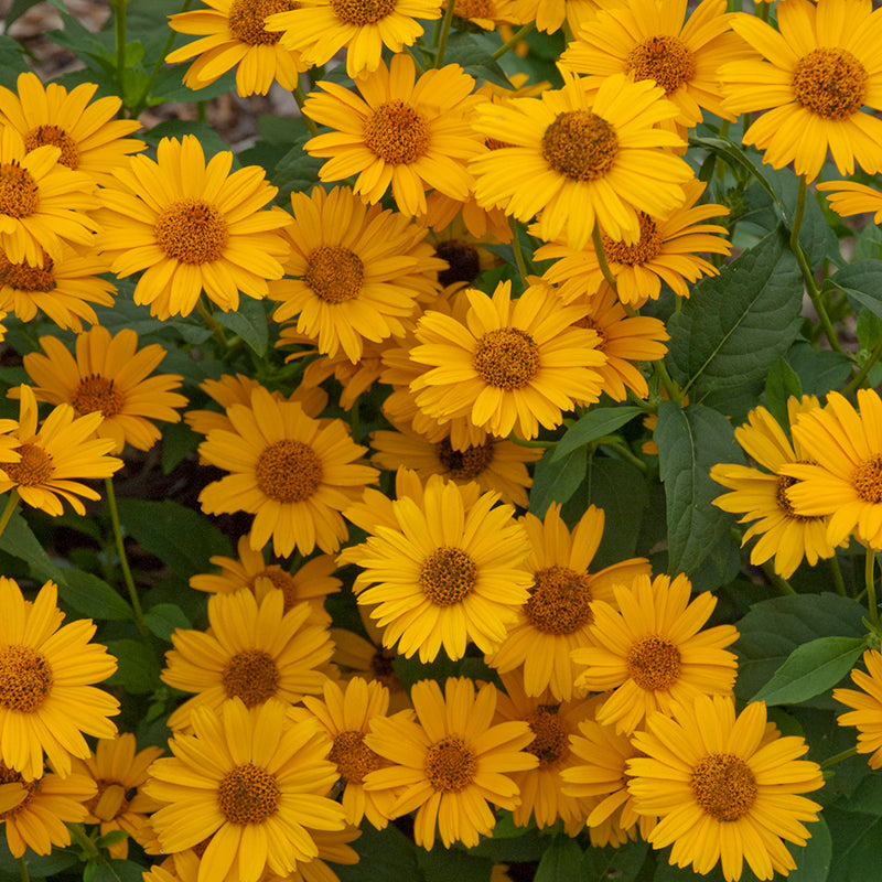 Tuscan Gold False Sunflower in full bloom with vibrant yellow flowers in the garden. 