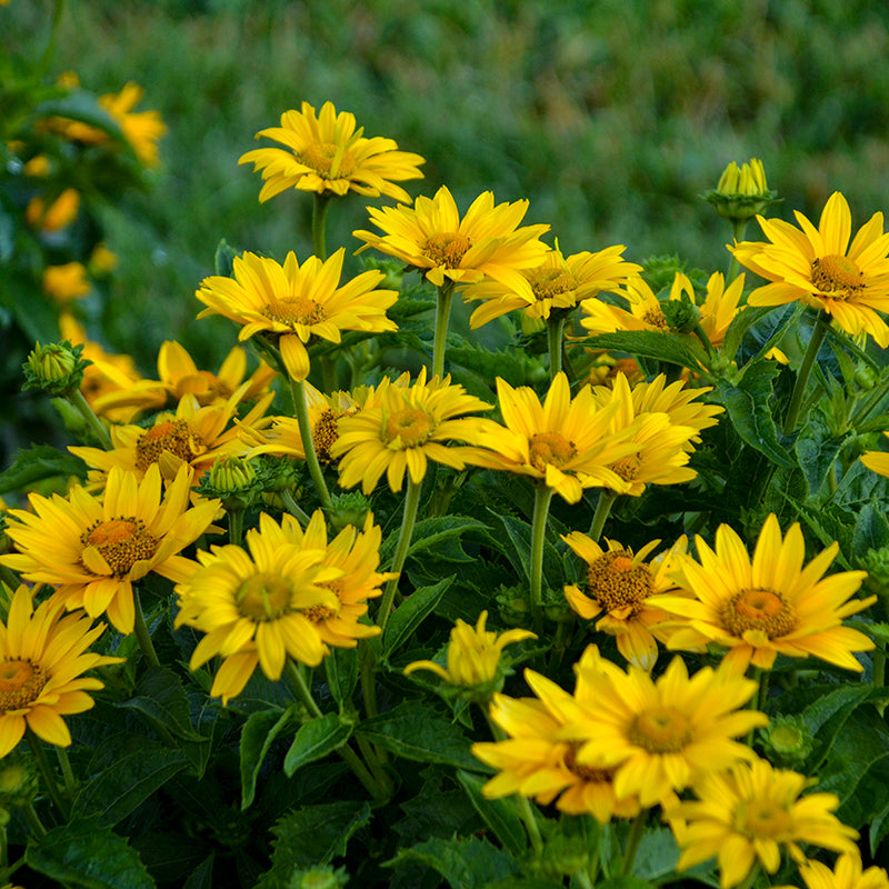 Tuscan Gold False Sunflower with bright golden yellow flowers in the garden.