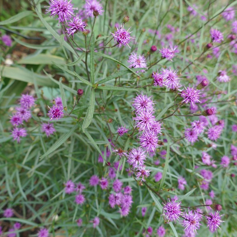 Close-up of purple Vernonia flowers with green leaves