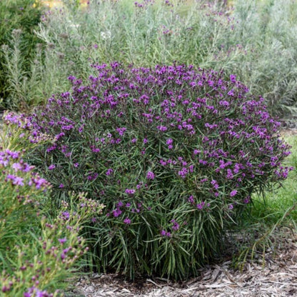 Mound of purple Vernonia flowers