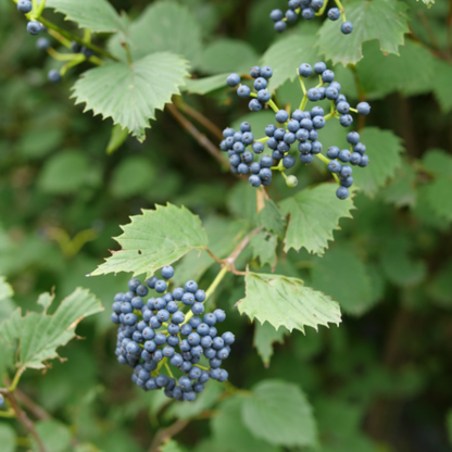 Blue Muffin® Arrowwood Viburnum has clusters of intense blue fruit