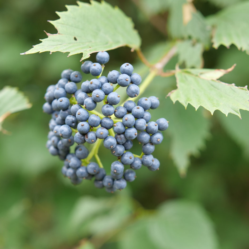 Blue Muffin® Arrowwood Viburnum has clusters of intense blue fruit