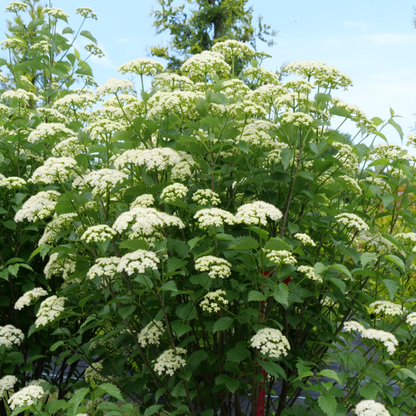 Blue Muffin® Arrowwood Viburnum has crisp white flower clusters appear mid-summer and look stunning in contrast to its dark glossy green leaves.