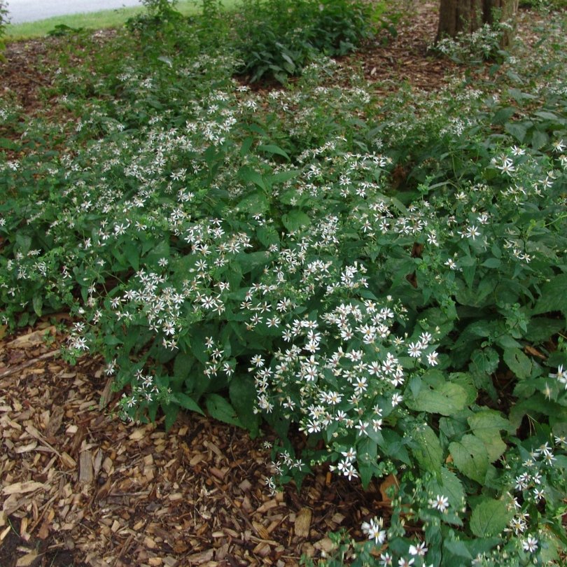 White Wood aster is ideal for shade gardens or as a flowering ground cover under challenging areas under trees or large shrubs. 