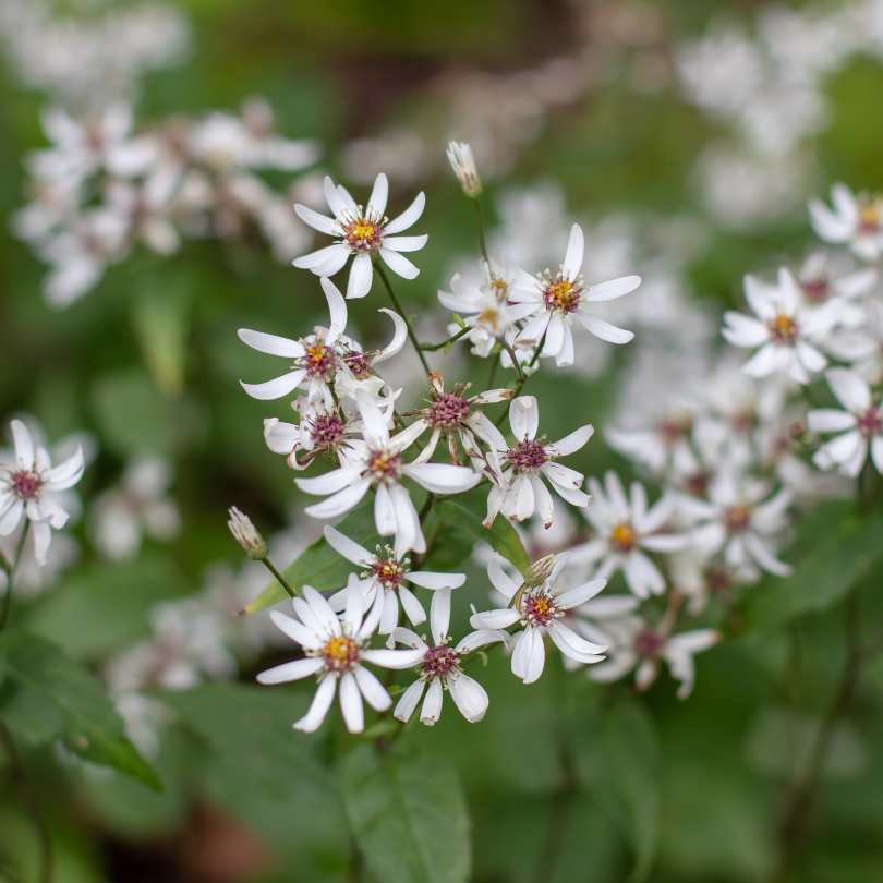 Close up of White Wood Aster&