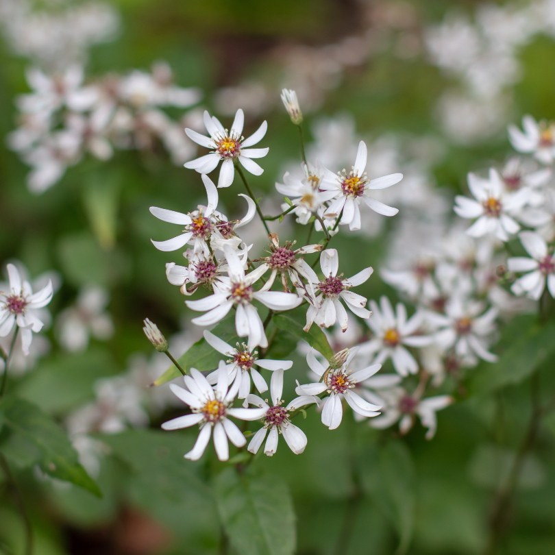 Close up of White Wood Aster's dainty, crisp white flowers.