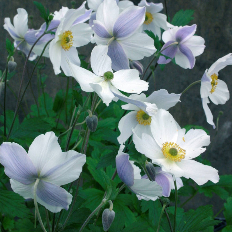 Shows the large white flowers that are adorned with strips of lavender purple on the underside.