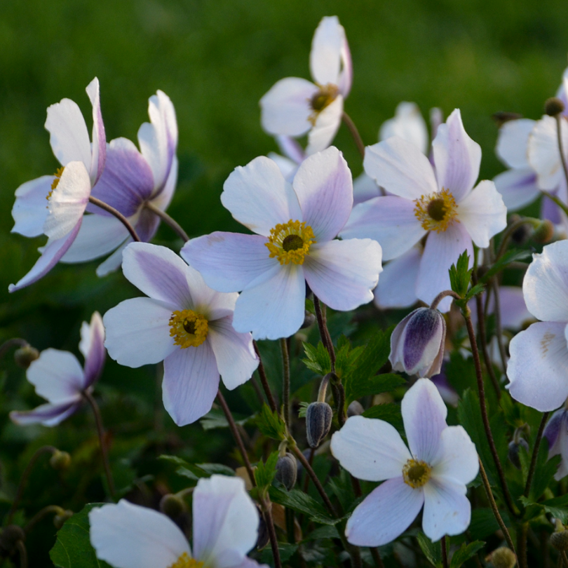 White blossoms with strips of lavender are a surprising pop of color when swaying in the wind on a late summer day.