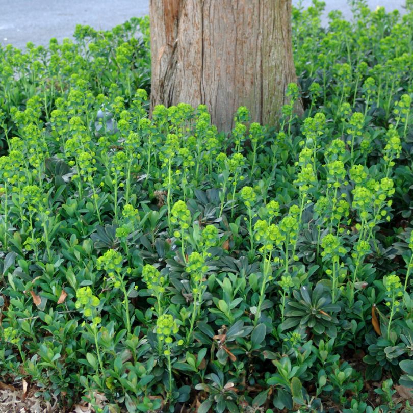 Wood Spurge features upright chartreuse yellow flowers and disc-like bracts planted around a tree.