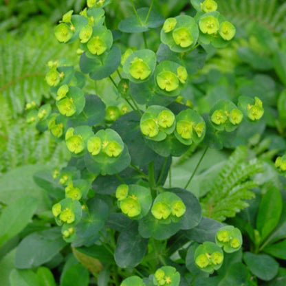 Close up of Wood Spurge&