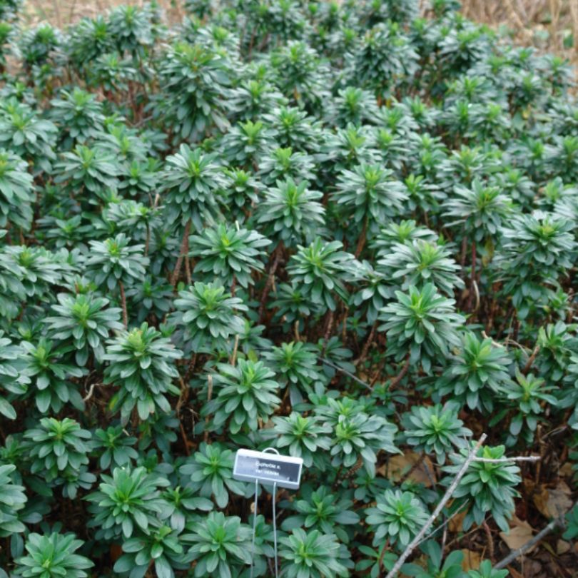 Wood Spurge&