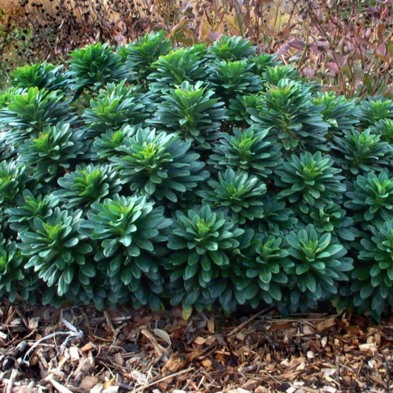 Close up of Wood Spurge&