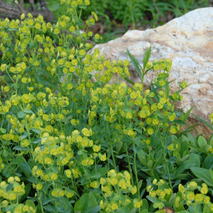 Wood Spurge features upright chartreuse yellow flowers and disc-like bracts.