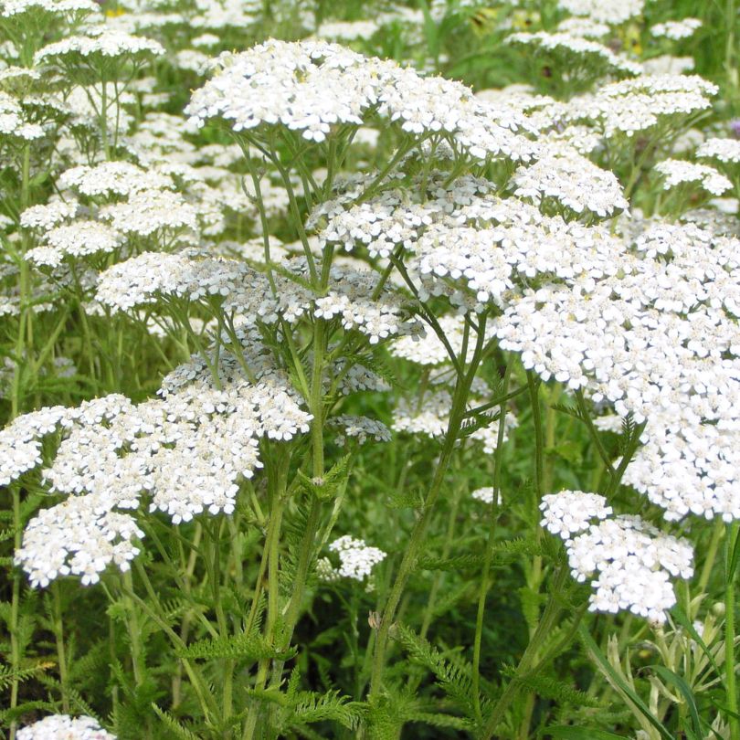 Clusters of white blossoms top fern-like foliage.