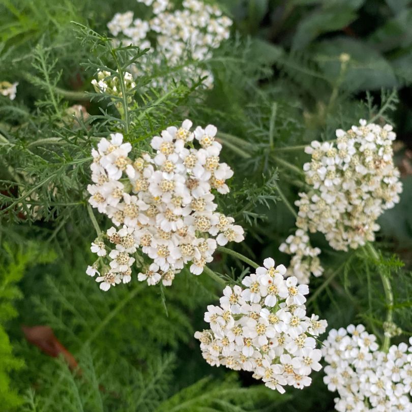 Close up of Yarrow&