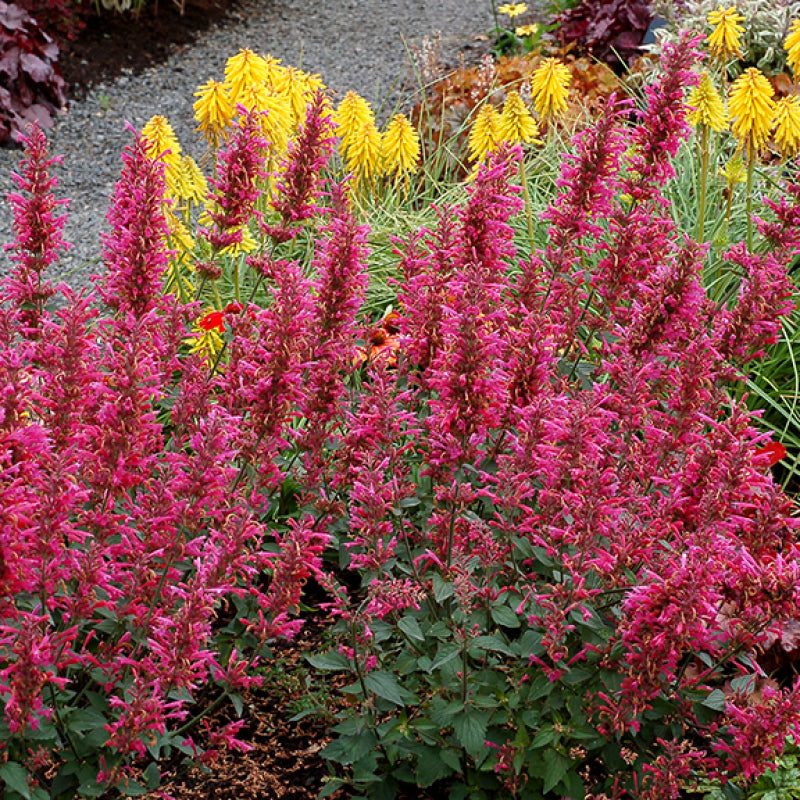 Close up image of pink hummingbird mint flowers