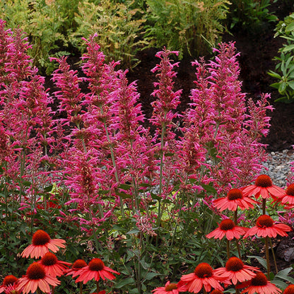 Pink hummingbird mint flowers surrounded by pink coneflowers