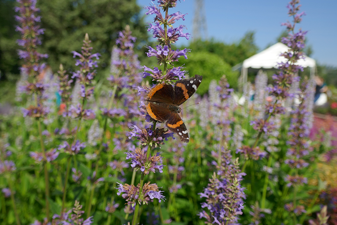 Purple hummingbird mint with a butterfly feeding on nectar