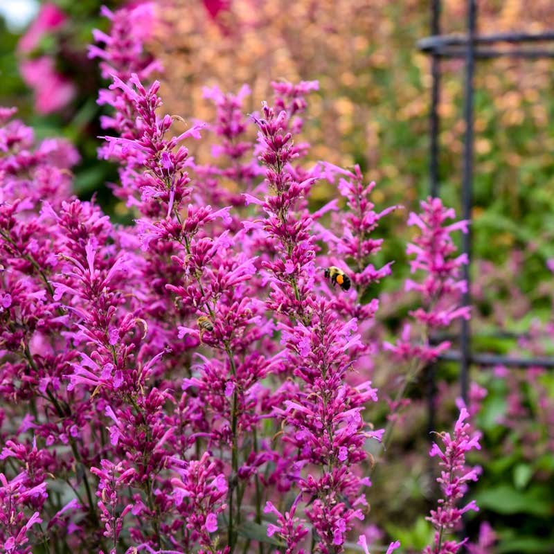 Up close image of bee feeding on hummingbird mint flowers