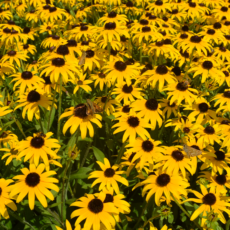 'American Gold Rush' Black-Eyed Susan