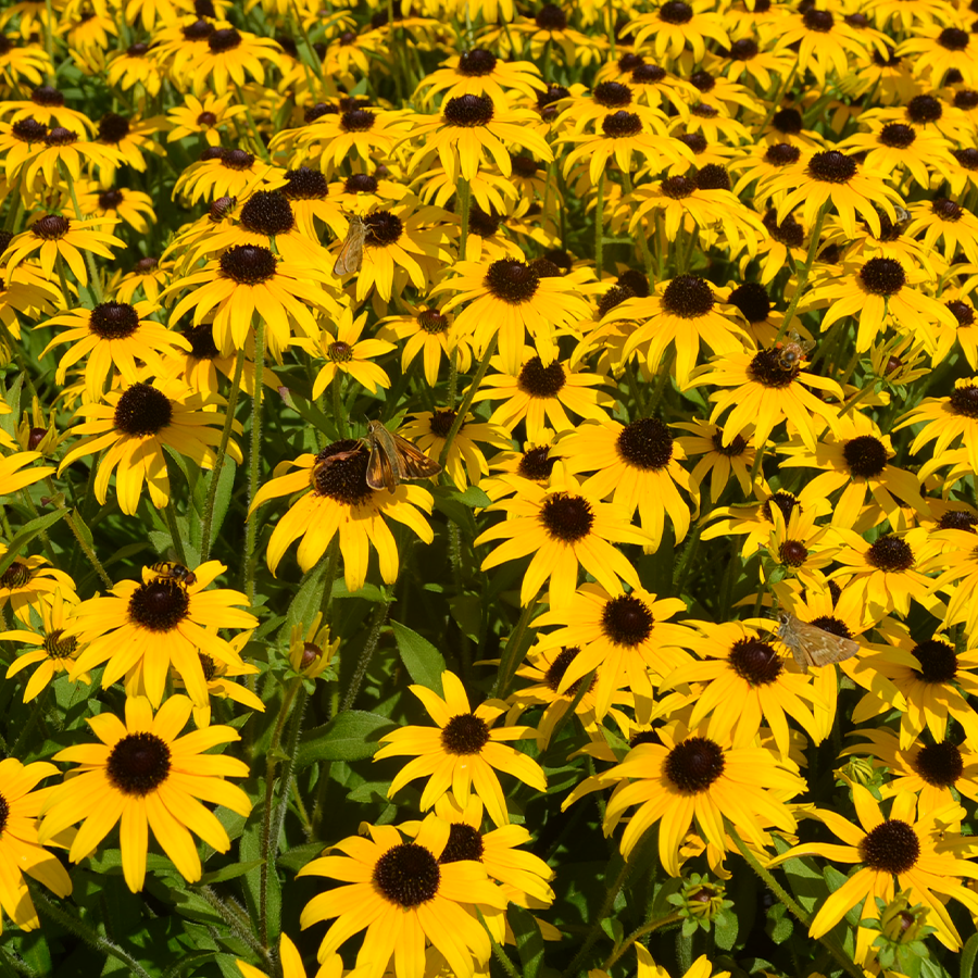 Up close image of pollinator on rudbeckia flowers