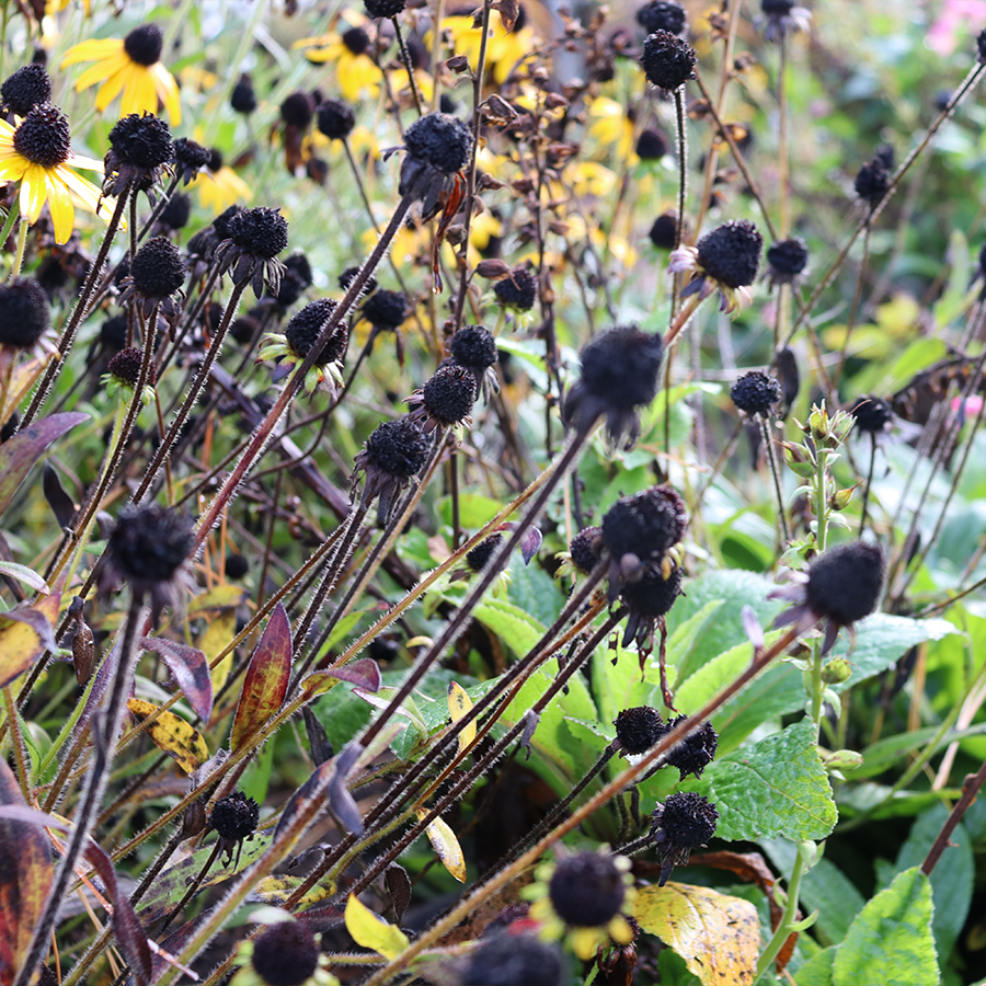 Exposed rudbeckia seed heads