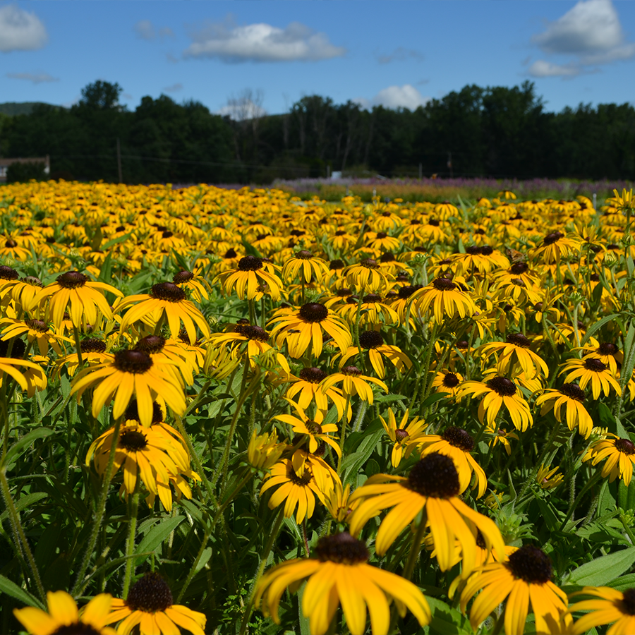 Field of cheery yellow rudbeckia flowers