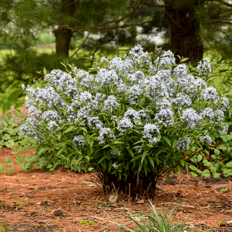 Delicate light blue flowers sit atop dark stems 