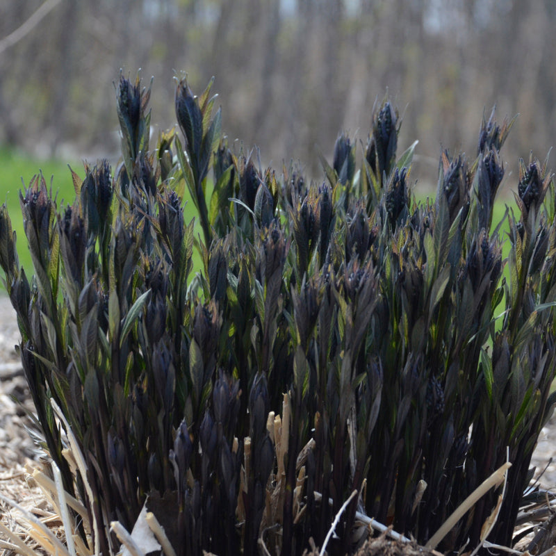 Storm Cloud' Bluestar - Amsonia – ButterflyBushes.com