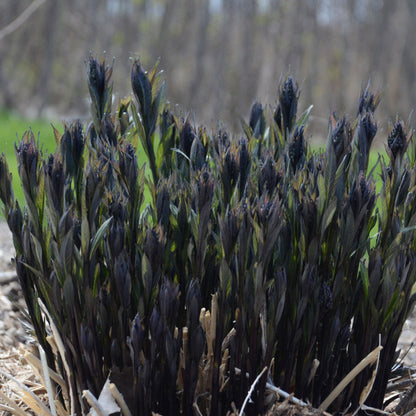 Dark bluestar stems emerging from the ground in spring