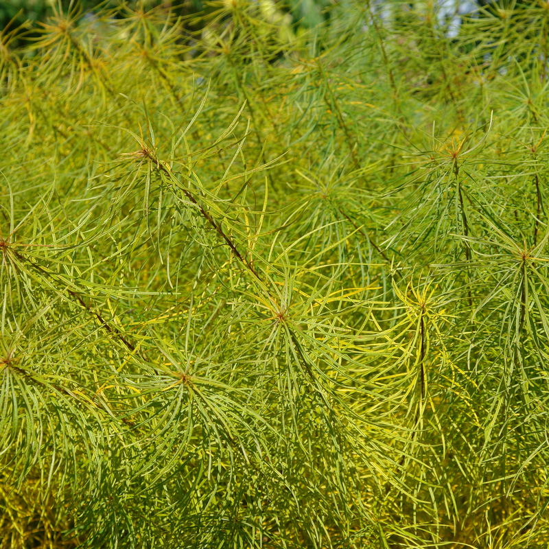 Amsonia hubrichtii foliage turns bright yellow in fall.