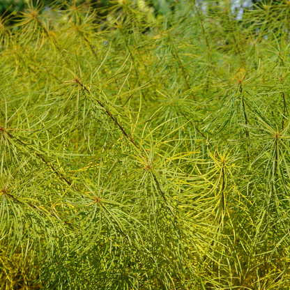 Amsonia hubrichtii foliage turns bright yellow in fall.