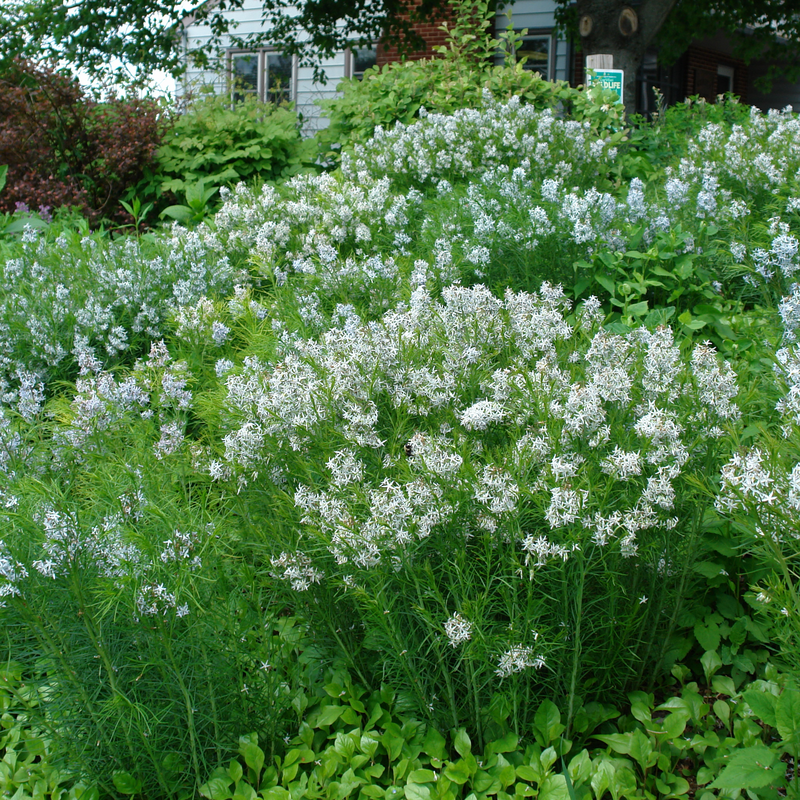 Plant multiple native Amsonia hubrichtii in your garden for a mass of light blue flowers.